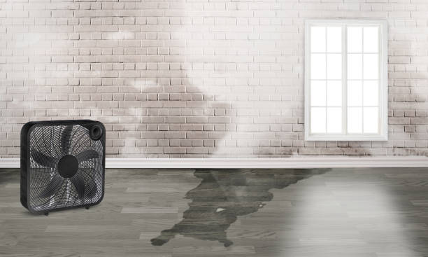 Best Mold removal after water damage  in Chewelah, WA